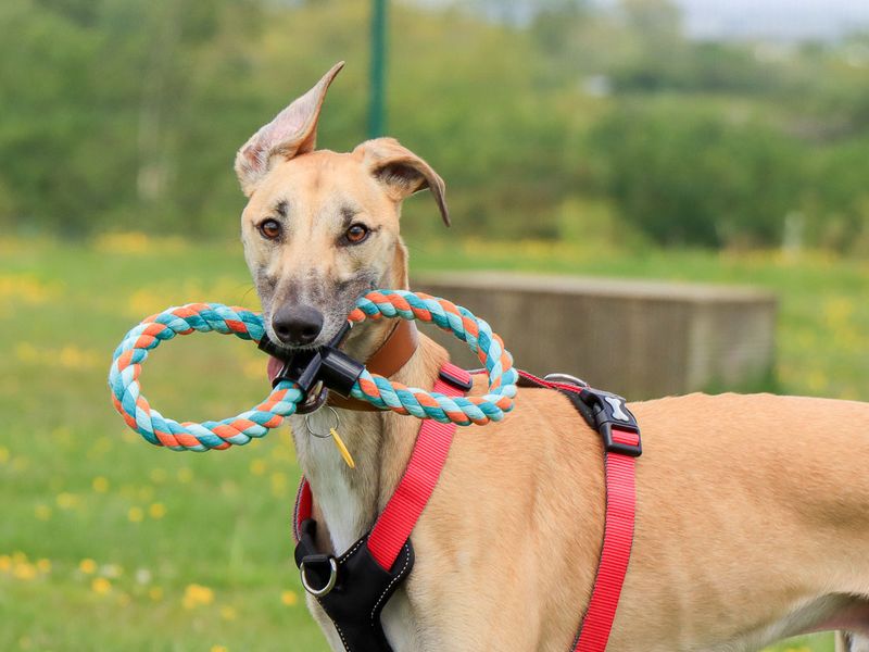 undefined | Lurcher | undefined - 8