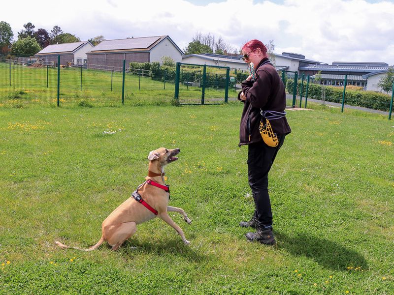 undefined | Lurcher | undefined - 5