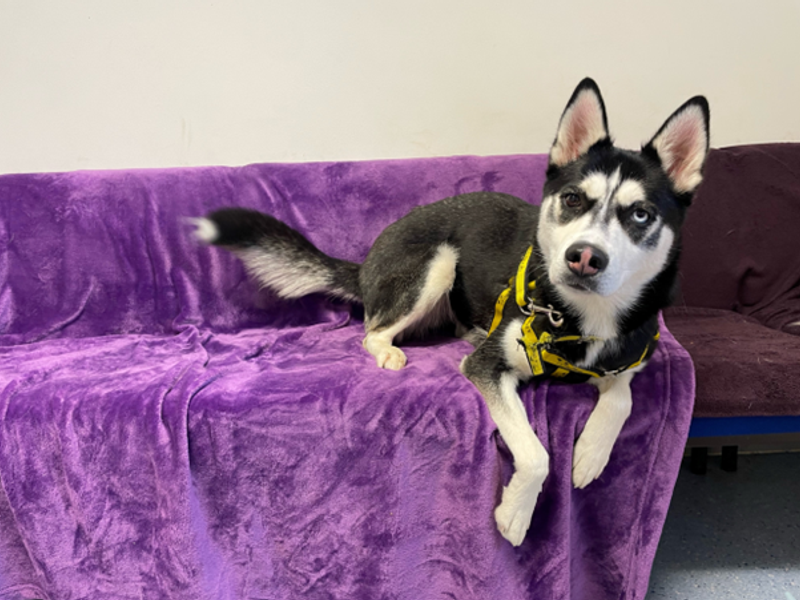Siberian Husky Dogs And Puppies For Adoption