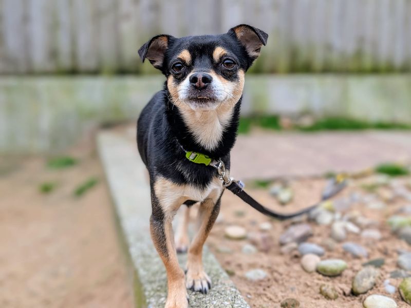 Bertie & Paolo, a 4 years old male Chihuahua available for adoption from Dogs Trust in Splott, Wales