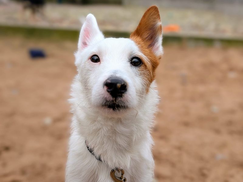 Bertie & Paolo - Image 4 of 10