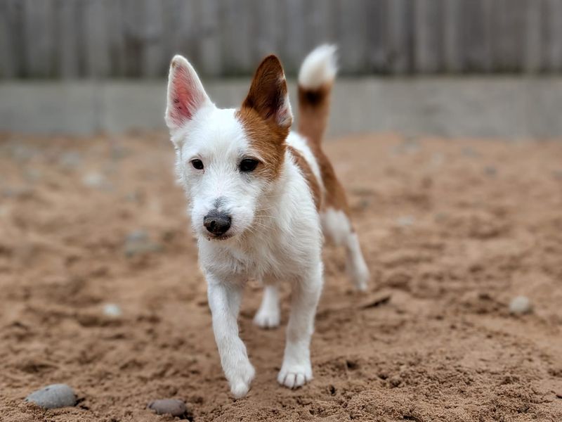 Bertie & Paolo - Image 6 of 10