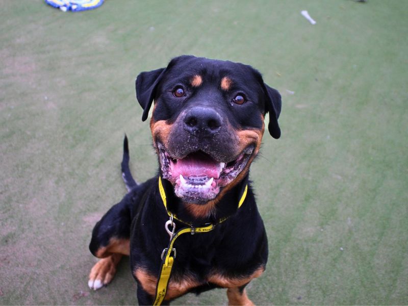 Rottweiler Dogs And Puppies For Adoption