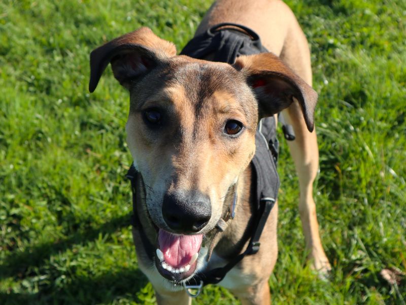 Roy, a Unknown old male Lurcher available for adoption from Dogs Trust in Harefield, Greater London