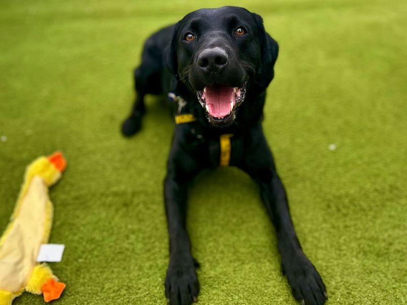 Oscar | Retriever (Labrador) | Snetterton (Norfolk) - 1