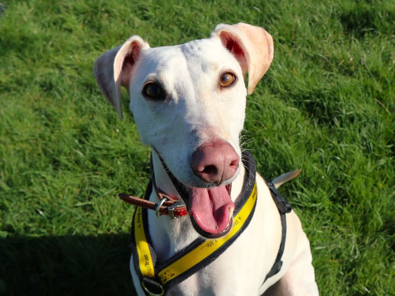 Bertie, a 4 years old male Lurcher available for adoption from Dogs Trust in Harefield, Greater London