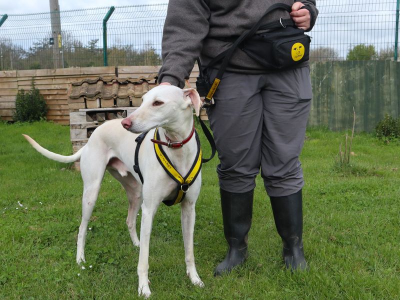 Bertie, a 4 years old male Lurcher available for adoption from Dogs Trust in Harefield, Greater London