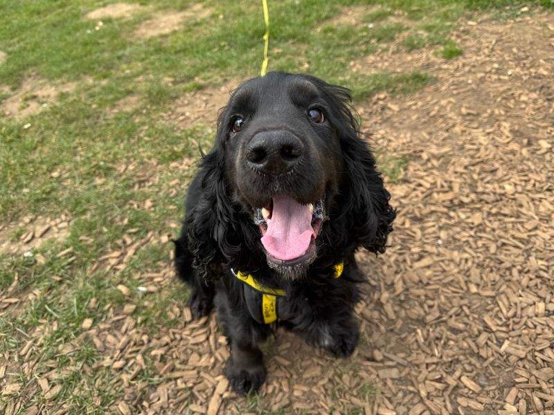 Cocker Spaniel Dogs And Puppies For Adoption