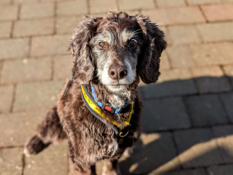 Ralph - Image 4 of 5