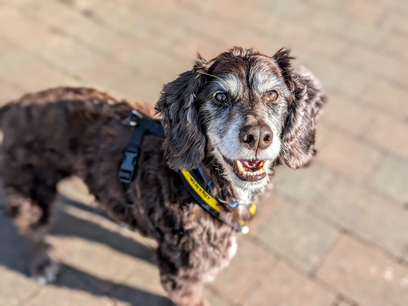 Ralph | Spaniel (Cocker) | Cardiff - 1