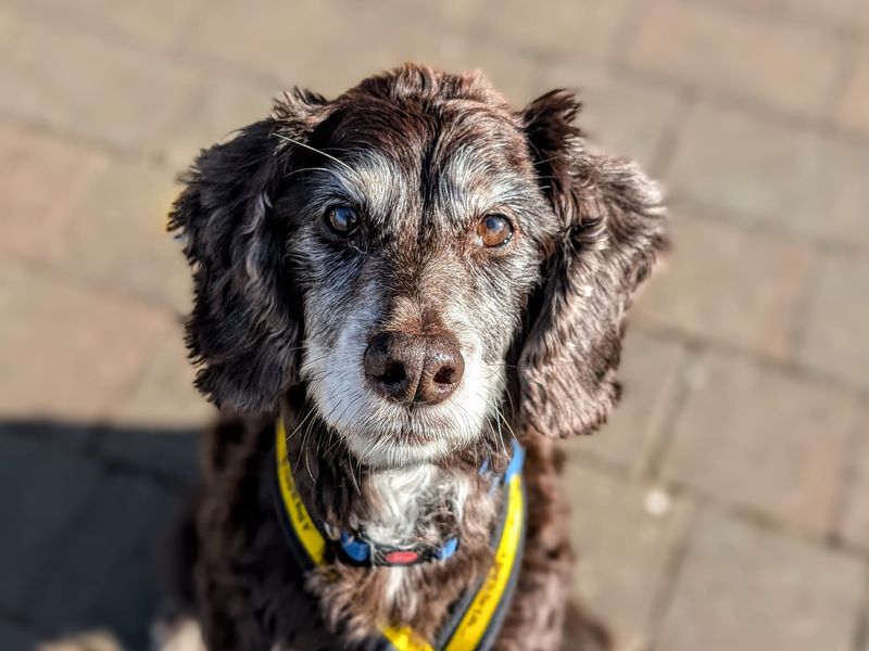 Ralph - Image 2 of 5