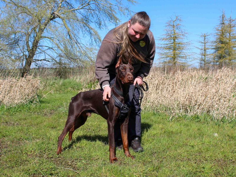 Doberman Dogs And Puppies For Adoption