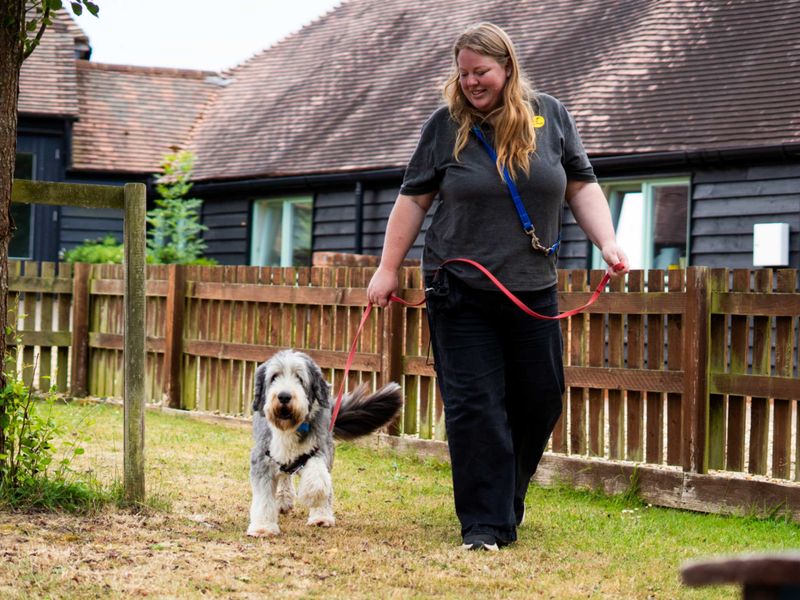 Murphy | Collie (Bearded) | Newbury (Berkshire) - 2