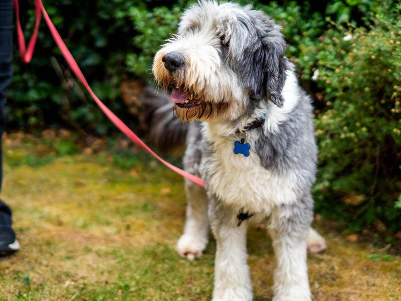 Murphy | Collie (Bearded) | Newbury (Berkshire) - 6