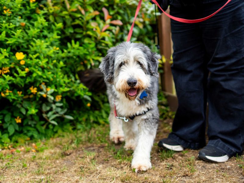 Murphy | Collie (Bearded) | Newbury (Berkshire) - 4