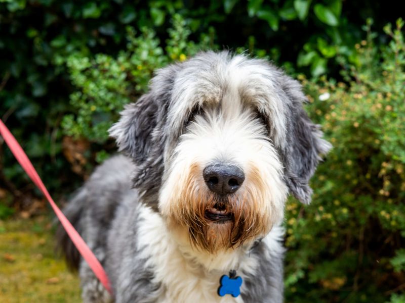 Murphy | Collie (Bearded) | Newbury (Berkshire) - 8