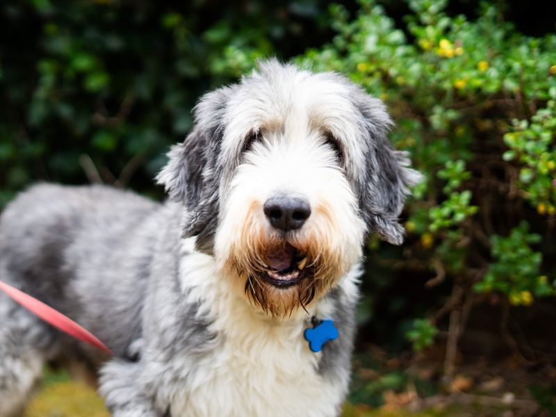 Murphy | Collie (Bearded) | Newbury (Berkshire) - 7
