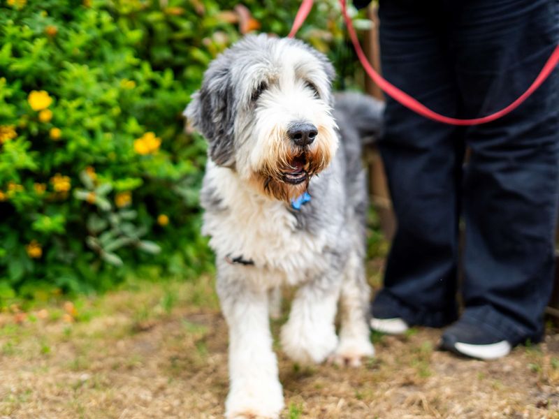 Murphy | Collie (Bearded) | Newbury (Berkshire) - 3