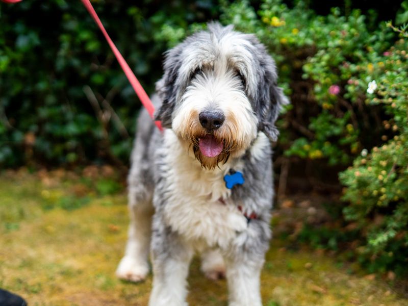 Murphy | Collie (Bearded) | Newbury (Berkshire) - 1