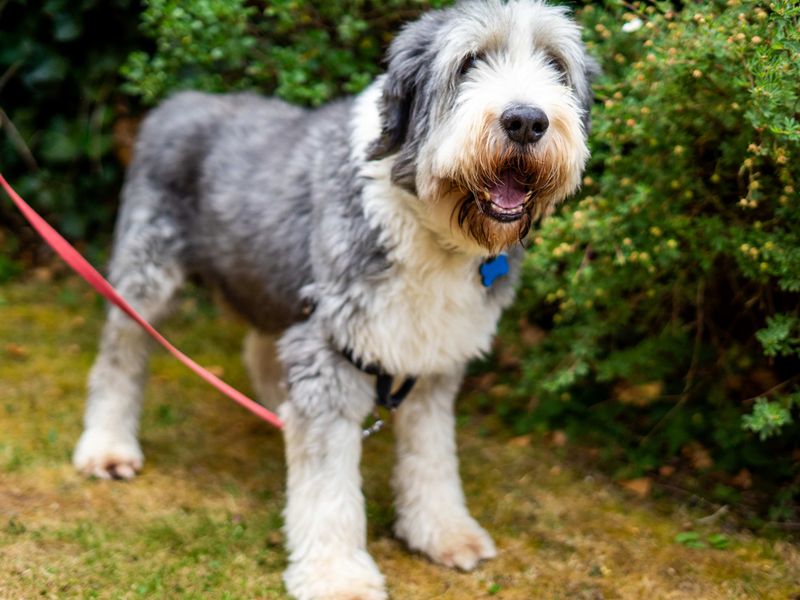 Murphy | Collie (Bearded) | Newbury (Berkshire) - 5