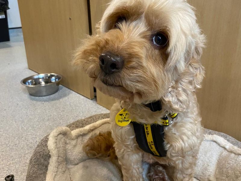 Blossom - Image 3 of 3