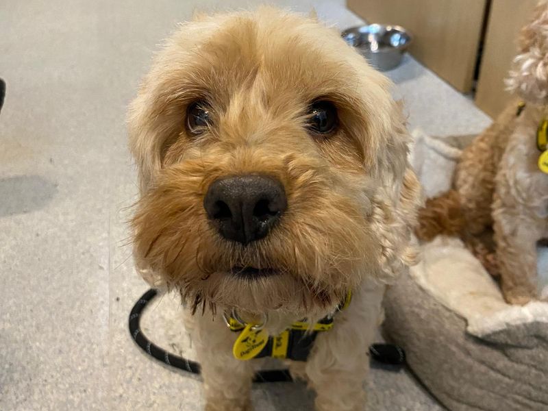 Blossom - Image 2 of 3