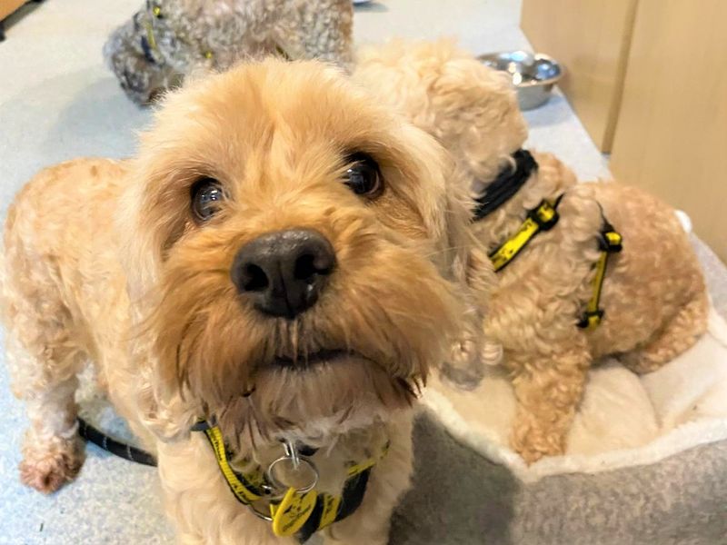 Clover | Spaniel (Cocker) Cross | Bridgend (Wales) - 1