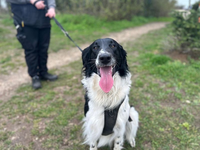 Buddy | Collie (Rough) Cross | Snetterton (Norfolk) - 2