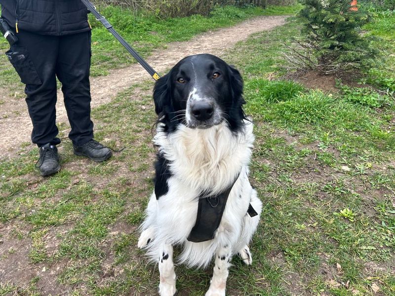Buddy | Collie (Rough) Cross | Snetterton (Norfolk) - 1