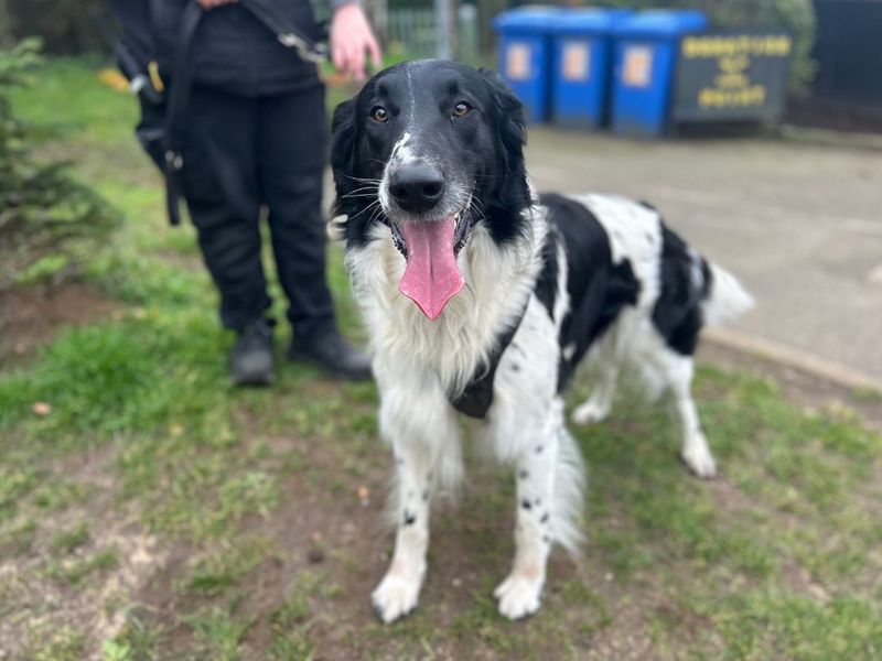 Buddy | Collie (Rough) Cross | Snetterton (Norfolk) - 6