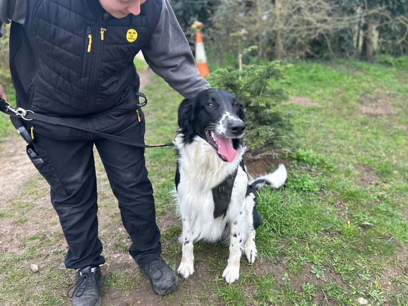 Buddy | Collie (Rough) Cross | Snetterton (Norfolk) - 4
