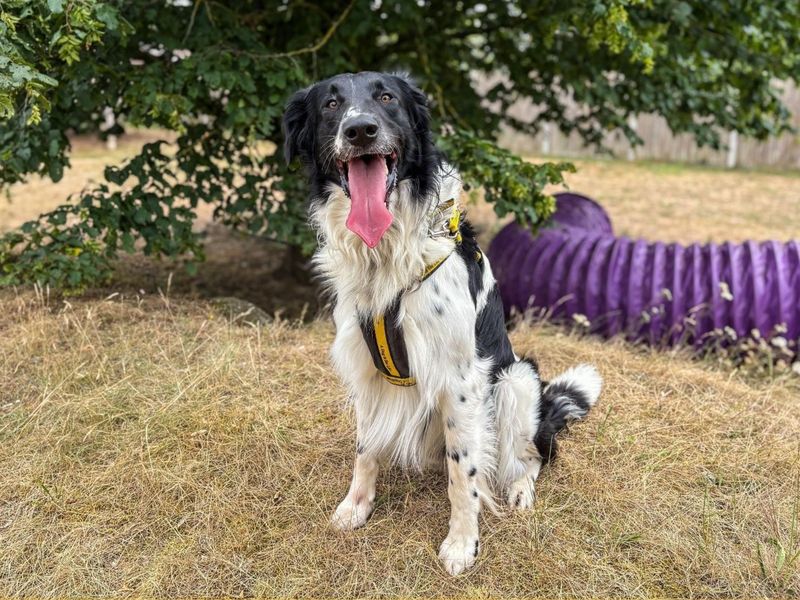Buddy | Collie (Rough) Cross | Snetterton (Norfolk) - 3