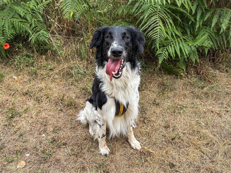 Buddy | Collie (Rough) Cross | Snetterton (Norfolk) - 5