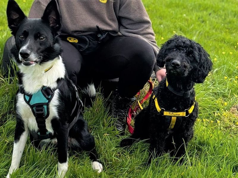 Willow | Poodle (Toy) Cross | Bridgend (Wales) - 2