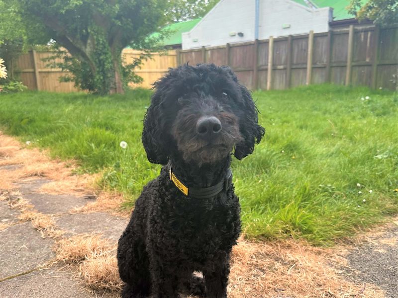 Willow | Poodle (Toy) Cross | Bridgend (Wales) - 1
