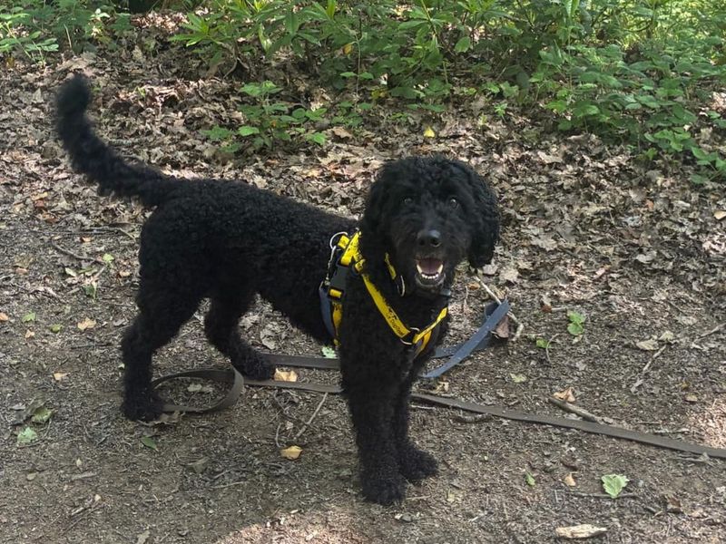 Willow | Poodle (Toy) Cross | Bridgend (Wales) - 5