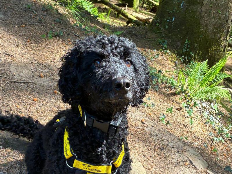 Willow | Poodle (Toy) Cross | Bridgend (Wales) - 3