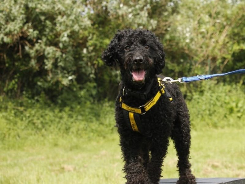 Willow | Poodle (Toy) Cross | Bridgend (Wales) - 7