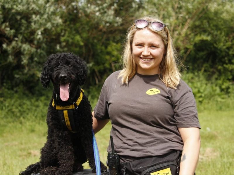 Willow | Poodle (Toy) Cross | Bridgend (Wales) - 4