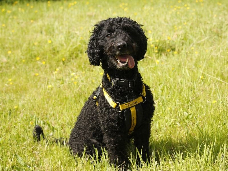 Willow | Poodle (Toy) Cross | Bridgend (Wales) - 6