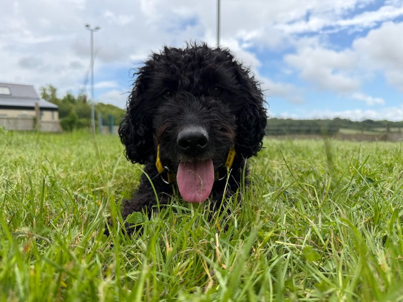 Willow | Poodle (Toy) Cross | Bridgend (Wales) - 8
