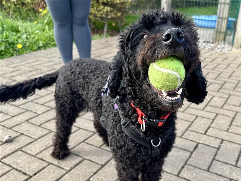 Willow | Poodle (Toy) Cross | Cardiff - 3