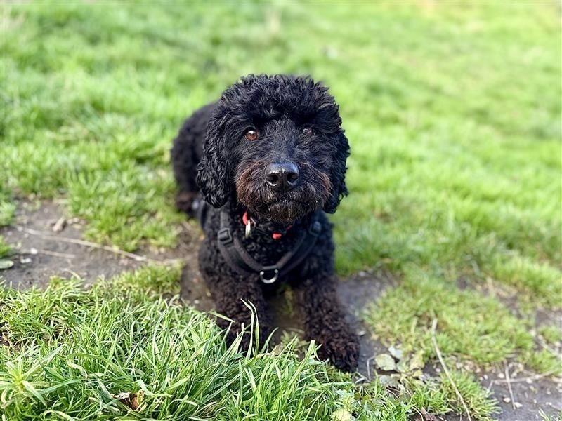 Willow | Poodle (Toy) Cross | Cardiff - 5