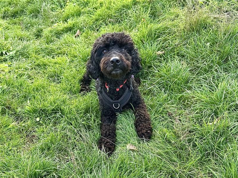 Willow | Poodle (Toy) Cross | Cardiff - 6
