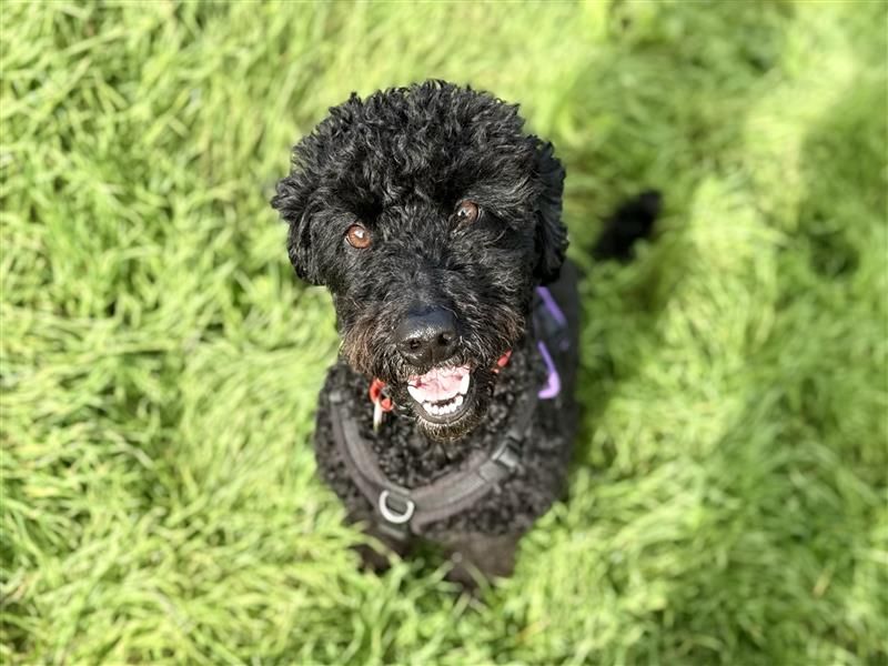 Willow | Poodle (Toy) Cross | Cardiff - 1