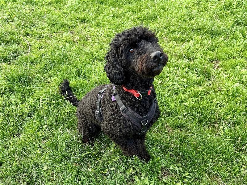 Willow | Poodle (Toy) Cross | Cardiff - 7