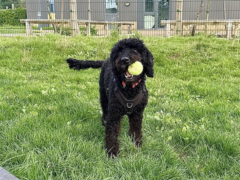 Willow | Poodle (Toy) Cross | Cardiff - 2