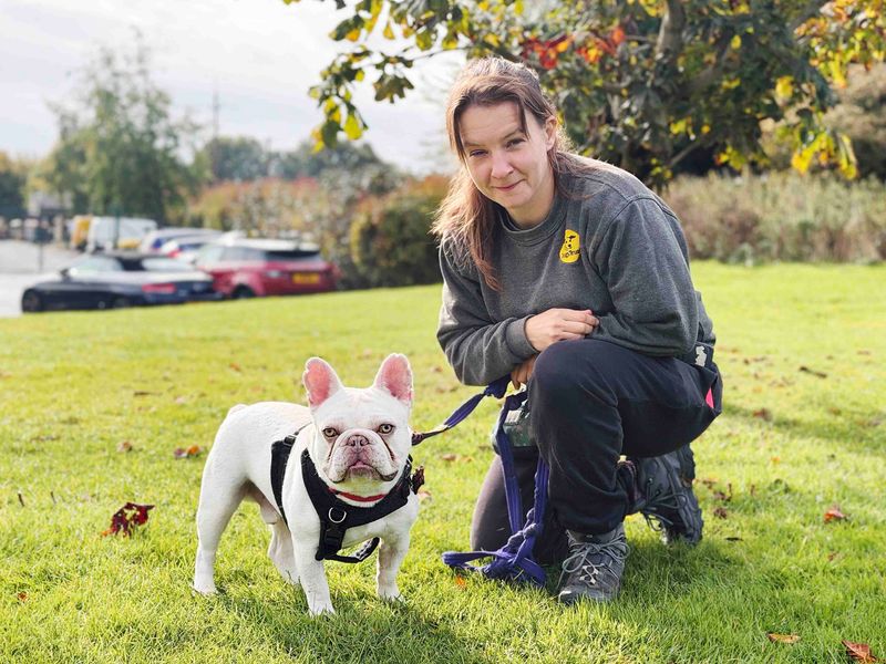 Jasper | French Bulldog | Leeds - 3