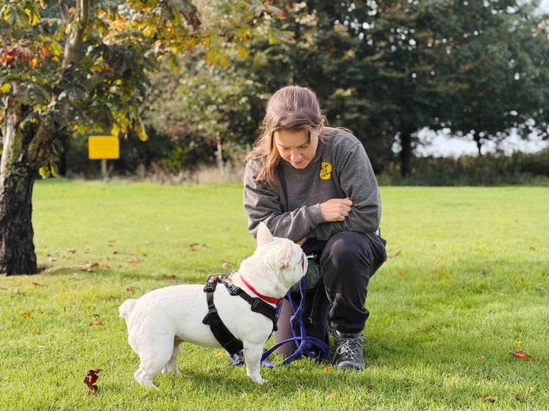 Jasper | French Bulldog | Leeds - 5
