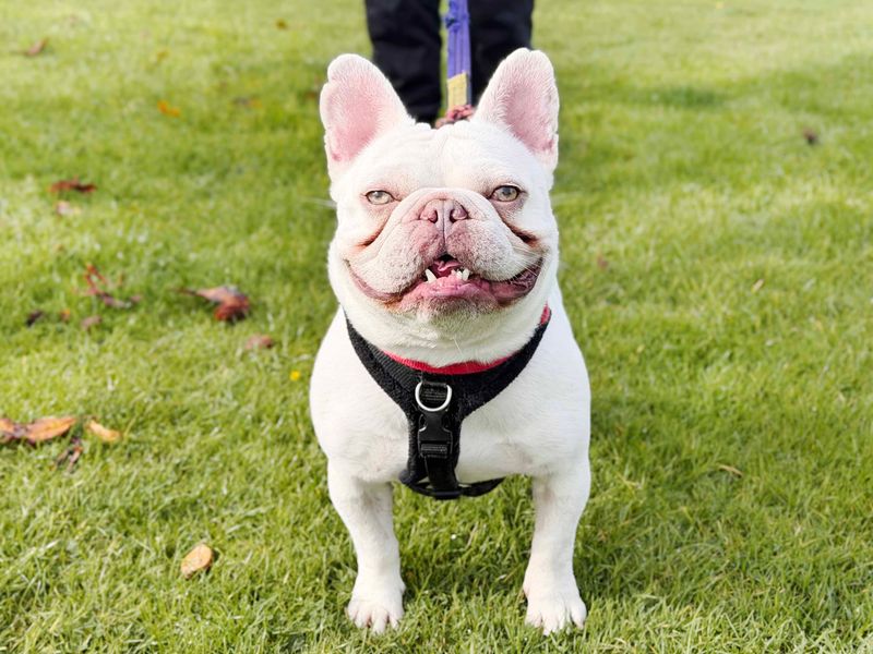 Jasper | French Bulldog | Leeds - 2